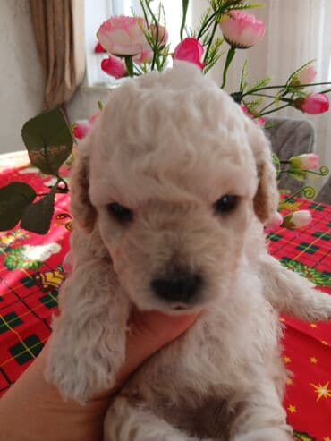 mehriban unun qiymeti: Пудель — 3