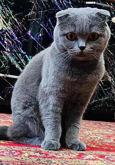 Şotland, Ünvandan götürmə