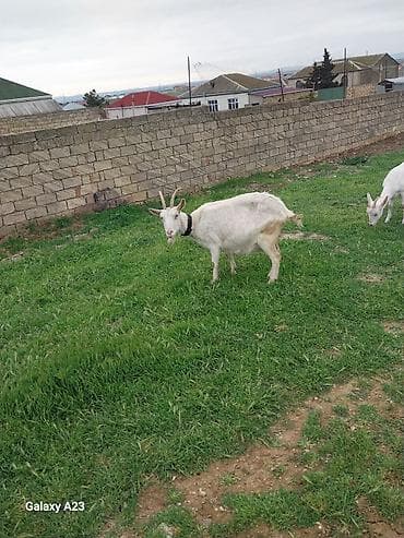 Boğaz sanen Süd keçisi – ağ rəng, buynuzlu, boynunda dəri yaxalıqla. -