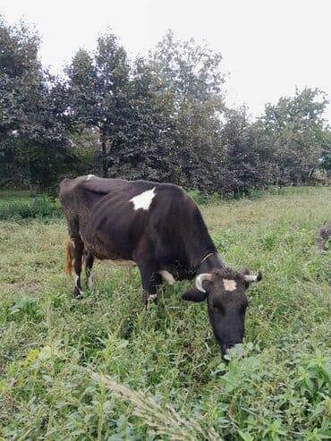 inək satılır: Bu ineyin satilma məqsədi isimle baglidi. Ineyin balaya durmasi — 3