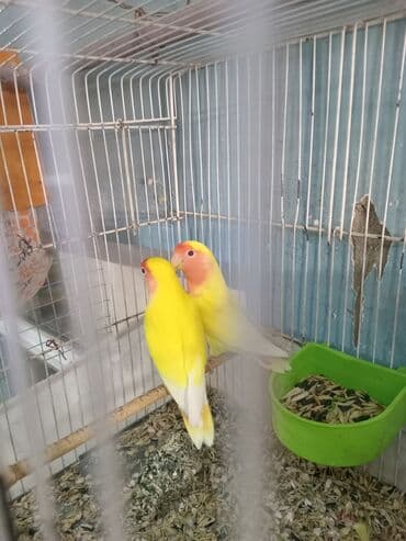 xaski itlerinin qiymeti: Cənnət quşları cütdülər tam sağlam şərait olmadığına görə satılır tək — 1