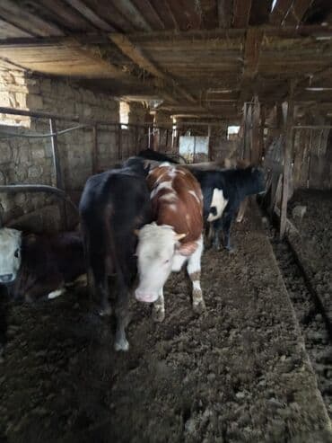 10 baş əl danasi — 5