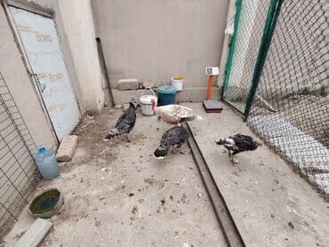 hinduşqa yumurtası: Dişi, Damazlıq, Ödənişli çatdırılma — 2