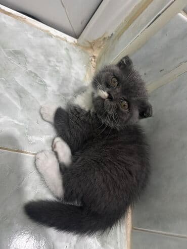 mingəcevir pişik: Britan yastı qulaq, Erkək — 3