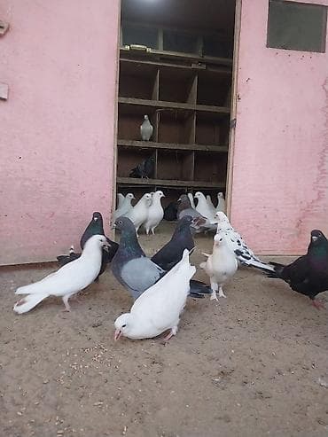 goyercin satisi: Oz goyercinlerimdi satiram kom sekilde tek tek satilmir baha qiymete — 4