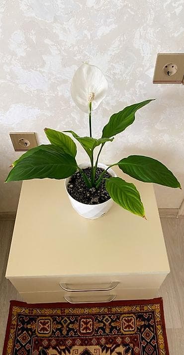 gubre: Spathiphyllum (Sülh çiçəyi) – dekorativ otaq bitkisi - Növ — 2