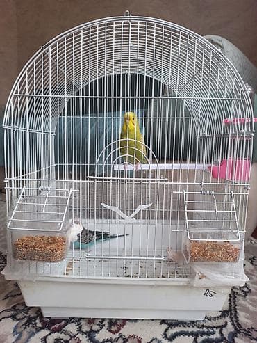 popugay satisi: 2 eded tutuqusu satilir qesefle bir yerde. Saglamdilar, sari disi qus — 2