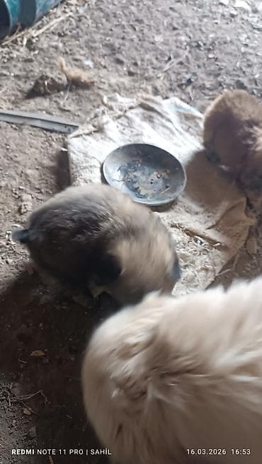 Gəmiricilər: 2 ay, Dişi, Pulsuz çatdırılma — 3