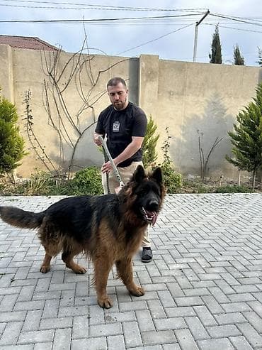 it adlari erkek: Alman çoban iti, Erkek — 4