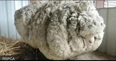 Məhsul: Təbii qoyun yunu (xam yun) Təsvir: - Yüksək lif sıxlığına və