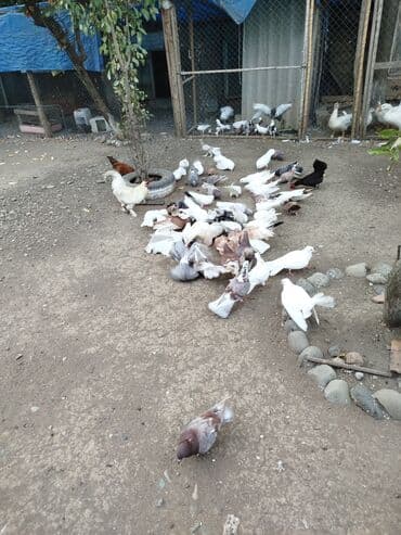 donuz balası: Məhsul: Ev quşları üçün müxtəlif cins və rəngdə göyərçin sürüsü kom200 — 8