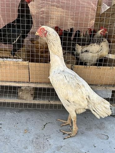 toyuqlar satilir: Toyuq, Damazlıq — 1