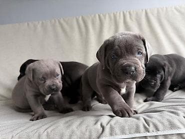 Kane-Korso, 1 ay, Erkek, Peyvəndli, Ünvandan götürmə