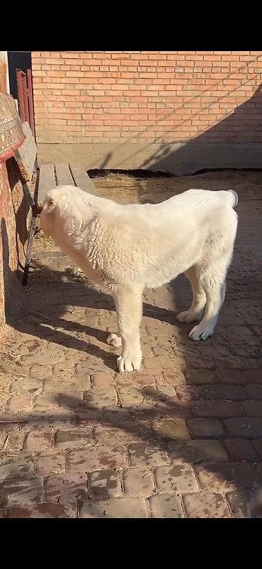 heyvan: Məhsul: İt – iri cüssəli, ağ tüklü, qısa qulaqlı balaca (molasoid — 5