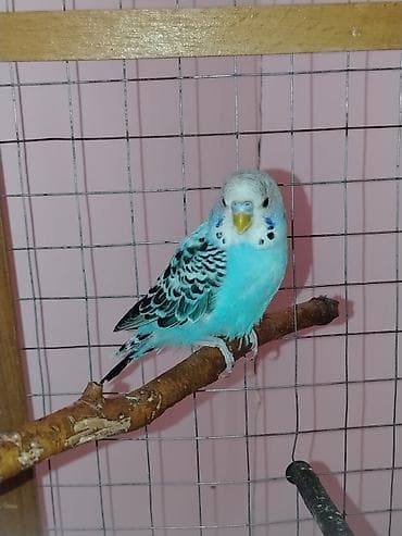 ag itler: Məhsul: Dalmatin naxışlı mavi-bulat rəngli dalğa papuqayı (budgerigar) — 1
