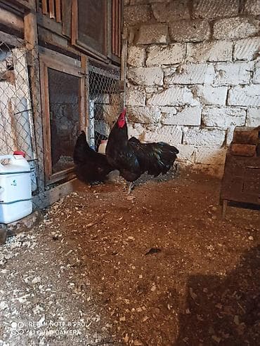 sultan papuqay satisi: Australorp yumurta satısı davam edir. qara boz rəngləri var heyvanlar — 4