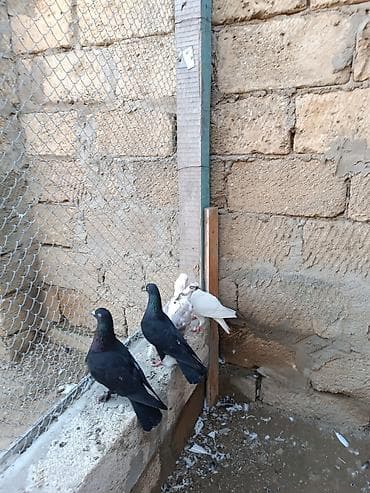 labrador retriever satilir: Hazır cüt quşlar hamısı bir yerdə satılır. Ünvan iyirmi yanvar metrosu — 2