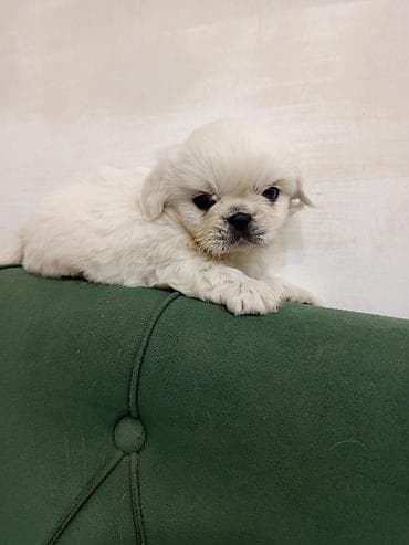 İtlər: Pekines — 5