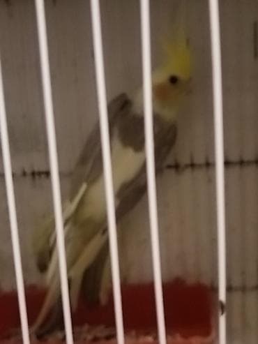 tutuquşlar: Hamıya salamlar. Cavan cüt və ya tək-tək korella satıram.Quşların — 5