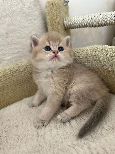 kecler: Britan — 5