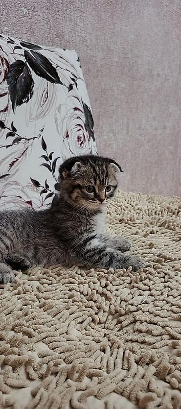 cao cao sobaka: Şotland — 1