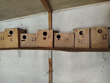 heyvan yuvasi: Taxta quş yuvaları (dovğa/taxta qutular) - Material: sıx — 3