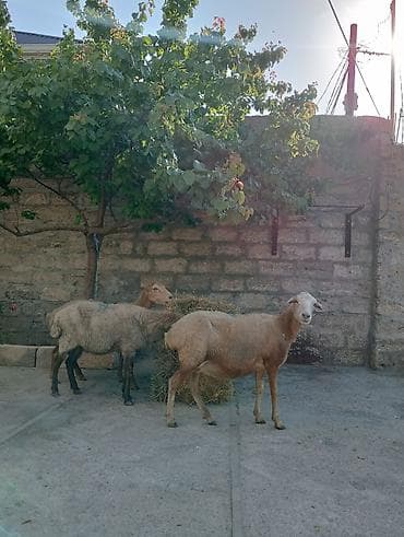ruletka cat: Dişi, il: 2, 55 kq, Damazlıq, Pulsuz çatdırılma — 2
