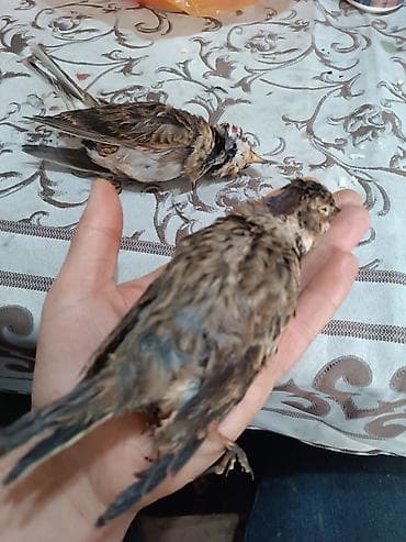 bülbül quşu: Kiçik, qəhvəyi tüklü quş, açıq rəngli qarın hissəsi və tünd rəngli — 1