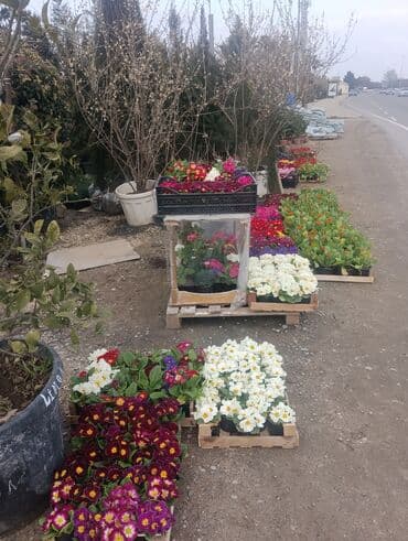 Gübrələr: Torf gubresinn satisi ve dekarativ agaclarin satsi qazon torf torpaq — 1