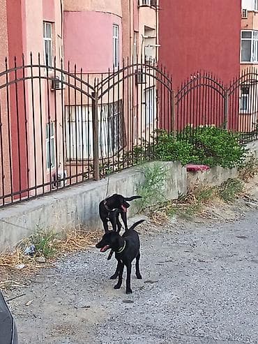 poodle satışı: Labrador-retriver, 5 ay, Ünvandan götürmə — 2