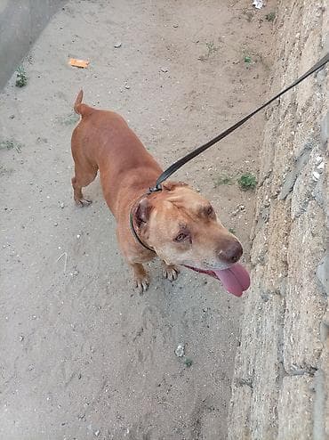 pidbul: Pitbul, 6 ay, Erkek, Peyvəndli, Ünvandan götürmə — 2
