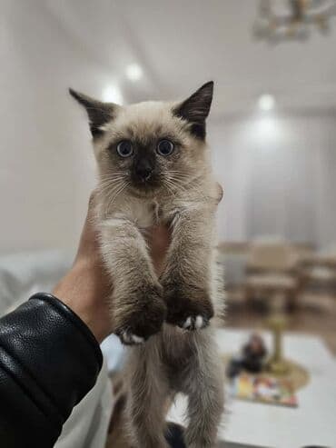 Gəmiricilər: Siam, Erkək, Yaxşı əllərə — 1