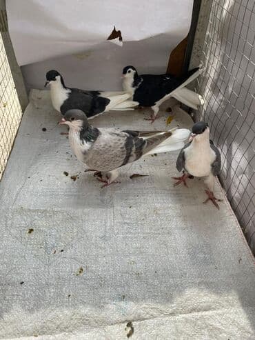 мейн кун купить в баку: 4 eded delfin göyercini sağlam heyvanlardir qiymet 60 manat qiymet 4 — 3