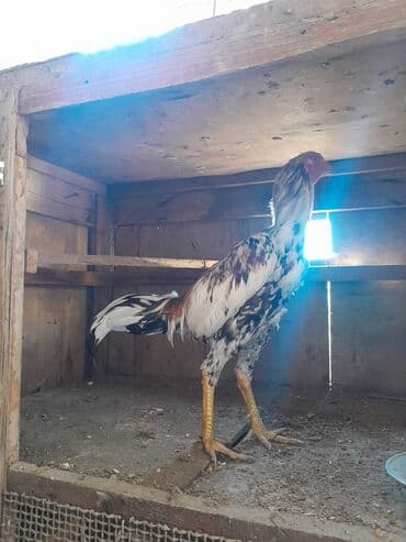 ağ pişik: Петух, лет: 1 — 3