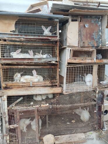 Məhsul: Dovşanlar (ağ və boz rənglərdə), qəfəslərdə saxlanılır