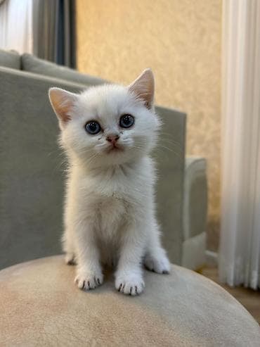 Quşlar: Ağımtüklü, mavi gözlü balaca pişik balası - Rəng: qar kimi ağ tüklər — 5