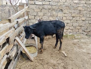 Satlıq buzovlar 1 Erkey 1 dişidi cins buzovlardı heyvan çoxdu baxa