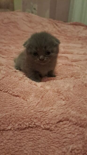 pişik şəkilləri: 50 ile 250 arasi cins saf qan pisiklerimiz var( Silver sinsila temiz — 30