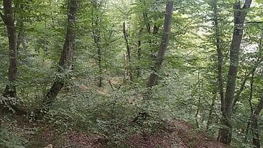 gencede torpaq: 170 sot, Biznes üçün, Mülkiyyətçi, Kupça (Çıxarış) — 2