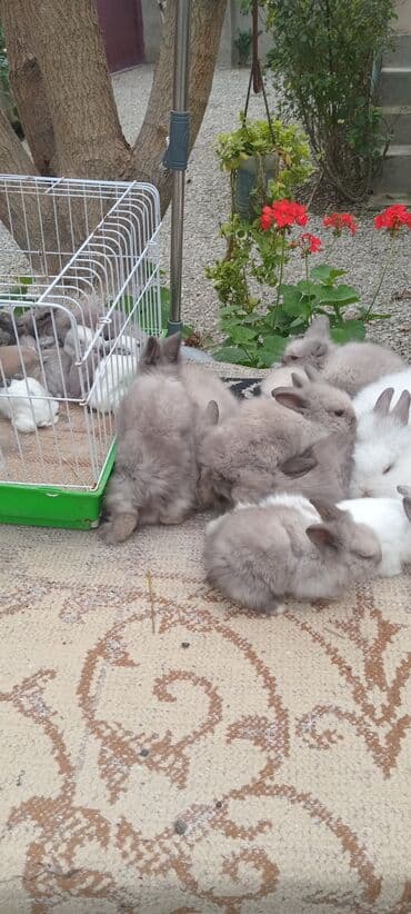 karlık dovsan: Məhsul: Angora tipli uzun tüklü dekorativ dovşan balaları — 4