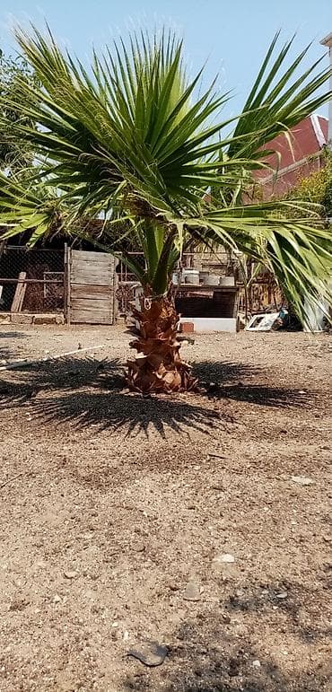 ag neft satilir: Salam şekili keçen il yayda çekmişem real alıcılar zeng vursun — 2