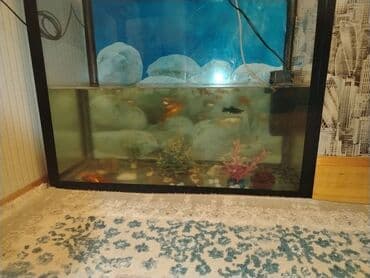 canlı balıq: Akvaryum komplekti eni 32sm. hündürlük 60sm. uzunluq 70sm - Şüşə — 3