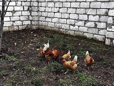 hinduska balasi satilir 2019: Toyuq, Damazlıq, Ödənişli çatdırılma — 1