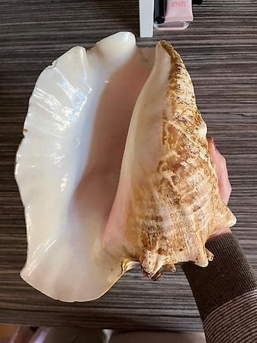 dekor satisi: Dekorativ böyük dəniz salyankası (konk qəbizə bənzər) - Material — 4