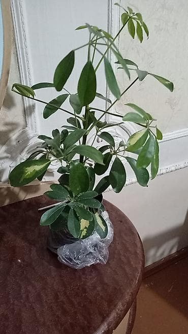 2 otaq: Otaq bitkiləri – Şefflera (Schefflera arboricola) və Fikus elastika - — 2