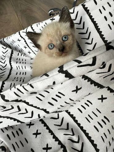 siyam pişik: Siam, Dişi, Erkək, Yaxşı əllərə, Ödənişli çatdırılma, Ünvandan götürmə — 3