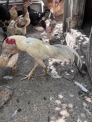 eşey satışı: Salam Cavan Ağ heyratı satılır hündür xoruzdu Çırmaya oynayır — 3