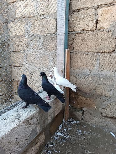 labrador retriever satilir: Hazır cüt quşlar hamısı bir yerdə satılır. Ünvan iyirmi yanvar metrosu — 5