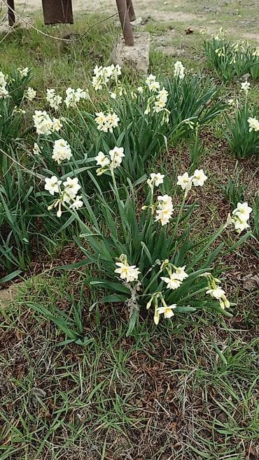 gerb ekran sekilleri: Çöl bitkiləri — 2