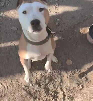 3D panellər: Pitbul, Dişi — 1